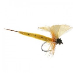 Thomas Yellow Mayfly - 1