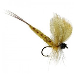 Thomas Yellow Mayfly - 1