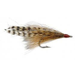 Cockroach Tarpon - 1