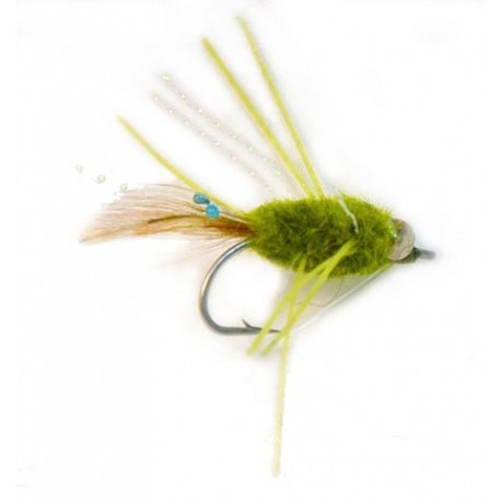 Raghead Crab Olive - 1