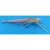 Supreme Hair Epoxy Shrimp