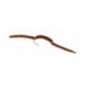 San Juan Worm Brown