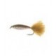 Glass Minnow Rainbow
