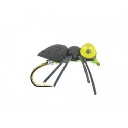 Big Eye Sponge Spider - 1