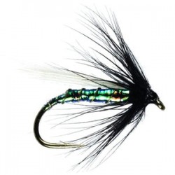 Blue Bottle Hackled - 1