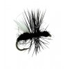 Ant Black Flying Ant