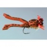 Ward's Toadlet