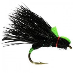 Black Sedgehog - 1
