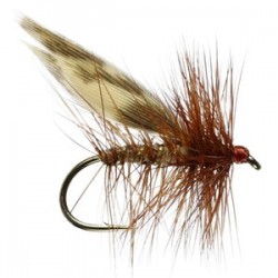 Brown Flag Sedge