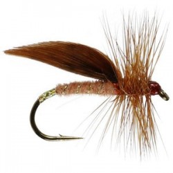 Cinnamon Sedge