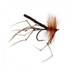 Detached Daddy Long Legs - 1