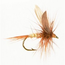 Dry Winged Hares Ear - 1