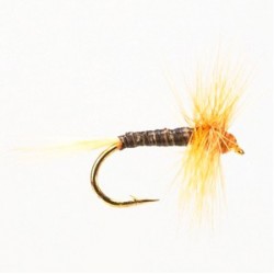 Ginger Quill - 1