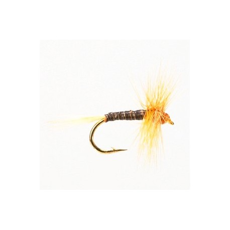 Ginger Quill - 1