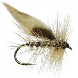 Grey Flag Sedge - 1
