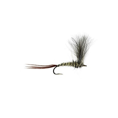 Mayfly Baz - 1