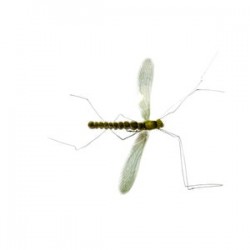 Mayfly Real - 1
