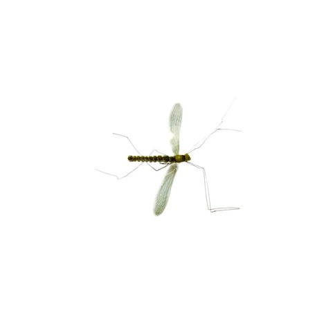 Mayfly Real - 1